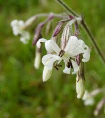 Attēlu rezultāti vaicājumam “Silene nutans flower”
