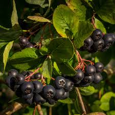 Attēlu rezultāti vaicājumam “Aronia melanocarpa fruit”