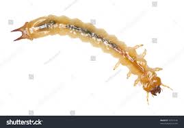 Attēlu rezultāti vaicājumam “Pyrochroidae larva”