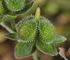 Attēlu rezultāti vaicājumam “Cynoglossum officinale flower”