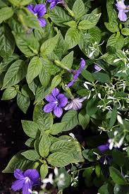 Image result for Browallia speciosa