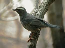 Image result for Zoothera sibirica