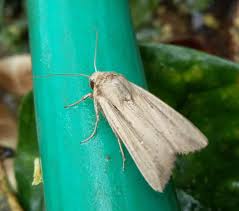 Attēlu rezultāti vaicājumam “Mythimna sp.”