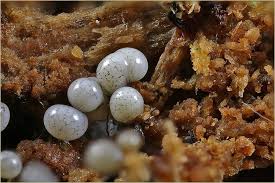 Attēlu rezultāti vaicājumam “Cribraria rufa macro”