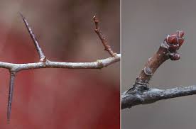 Attēlu rezultāti vaicājumam “Crataegus laevigata bud”