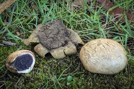 Attēlu rezultāti vaicājumam “Sclerophora pallida”