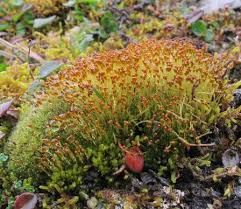 Attēlu rezultāti vaicājumam “Bryoerythrophyllum recurvirostrum sporophyte”