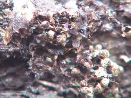 Attēlu rezultāti vaicājumam “Physarum braunianum macro”