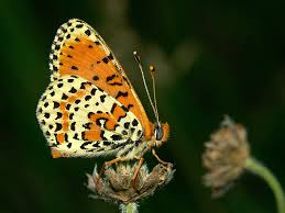 Attēlu rezultāti vaicājumam “Melitaea didyma male”