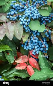 Attēlu rezultāti vaicājumam “Mahonia aquifolium fruit”