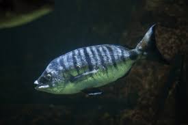 Image result for Diplodus sargus