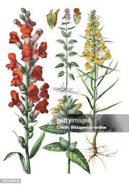 Attēlu rezultāti vaicājumam “Rhinanthus serotinus leaf”