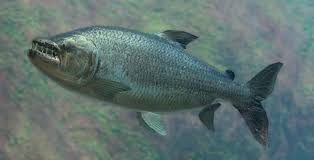 Image result for Goliath Tigerfish