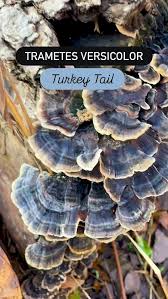 Attēlu rezultāti vaicājumam “Dianema depressum macro”