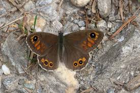 Attēlu rezultāti vaicājumam “Lasiommata maera underside”