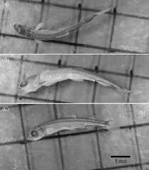 Image result for Coregonus huntsmani