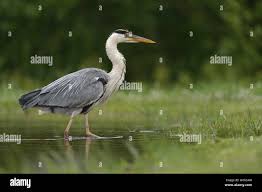 Attēlu rezultāti vaicājumam “Ardea cinerea adult”