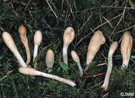 Attēlu rezultāti vaicājumam “Podostroma leucopus”