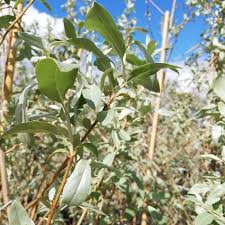 Attēlu rezultāti vaicājumam “Elaeagnus commutata”