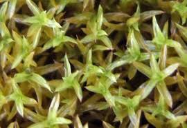 Attēlu rezultāti vaicājumam “Barbula unguiculata macro”