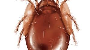 Attēlu rezultāti vaicājumam “Acari”