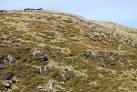 flora and fauna of all sorts which will probably supply good hunting - via Daymix