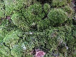 Attēlu rezultāti vaicājumam “Lejeunea cavifolia”