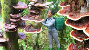 Attēlu rezultāti vaicājumam “Ganoderma lucidum”