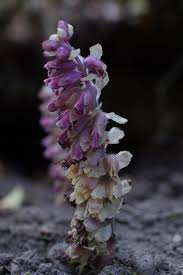 Attēlu rezultāti vaicājumam “Lathraea squamaria”