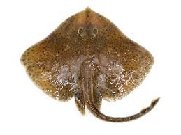 Image result for Raja brachyura