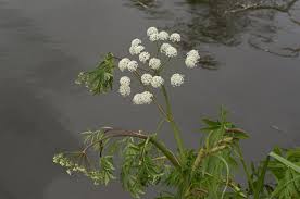 Attēlu rezultāti vaicājumam “Cicuta virosa”