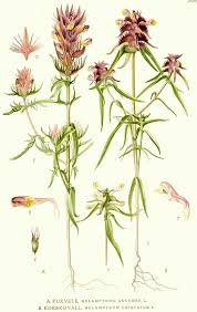 Attēlu rezultāti vaicājumam “Melampyrum cristatum flower”