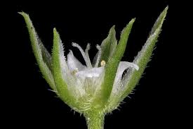 Attēlu rezultāti vaicājumam “Moehringia trinervia bud”