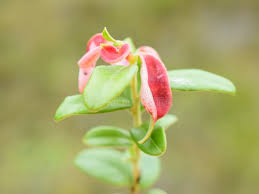 Attēlu rezultāti vaicājumam “Exobasidium vaccinii”