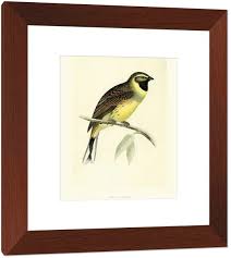 Image result for Emberiza cirlus