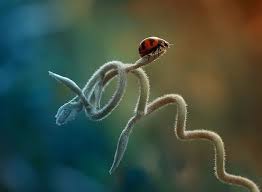 Attēlu rezultāti vaicājumam “macro”