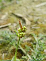 Attēlu rezultāti vaicājumam “Carex pilulifera”