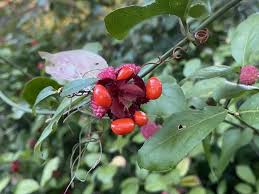 Attēlu rezultāti vaicājumam “Euonymus fruit”