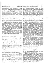 Attēlu rezultāti vaicājumam “Didymium bahiense spores”