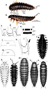 Attēlu rezultāti vaicājumam “Silpha obscura larva”