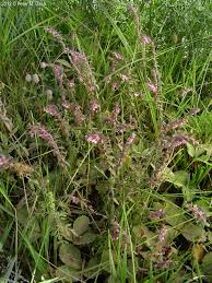 Attēlu rezultāti vaicājumam “Odontites vulgaris flower”