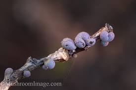 Attēlu rezultāti vaicājumam “Lamproderma gulielmae macro”