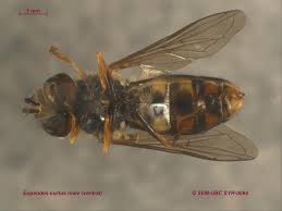 Attēlu rezultāti vaicājumam “Eupeodes nielseni”