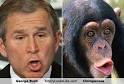 ... understand origins of language, Tweets (with clips of what 'Boom Krak-oo ... - Bush+Monkey