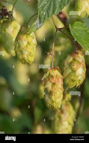 Attēlu rezultāti vaicājumam “Humulus lupulus fruit”