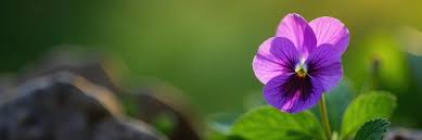 Attēlu rezultāti vaicājumam “Viola arvensis flower”