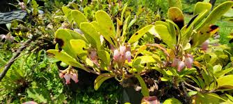 Attēlu rezultāti vaicājumam “Arctostaphylos uva-ursi leaf”