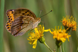 Attēlu rezultāti vaicājumam “Argynnis laodice”