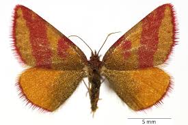 Attēlu rezultāti vaicājumam “Lythria cruentaria”