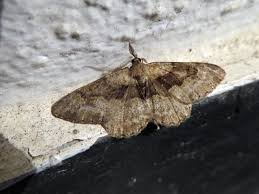 Attēlu rezultāti vaicājumam “Alcis repandata”